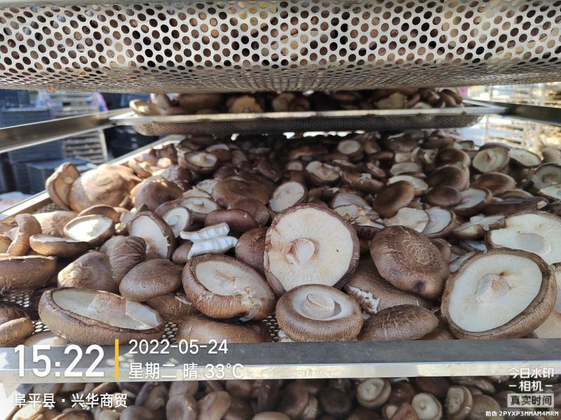 0912香菇基地直供质保四季香菇鲜香菇河北邢台保定货源稳