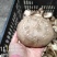 0912香菇基地直供质保四季香菇鲜香菇河北邢台保定货源稳