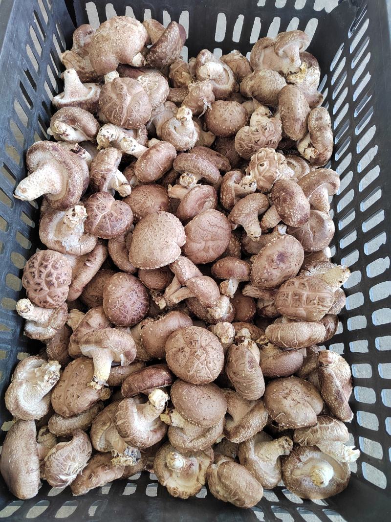 0912香菇基地直供质保四季香菇鲜香菇河北邢台保定货源稳