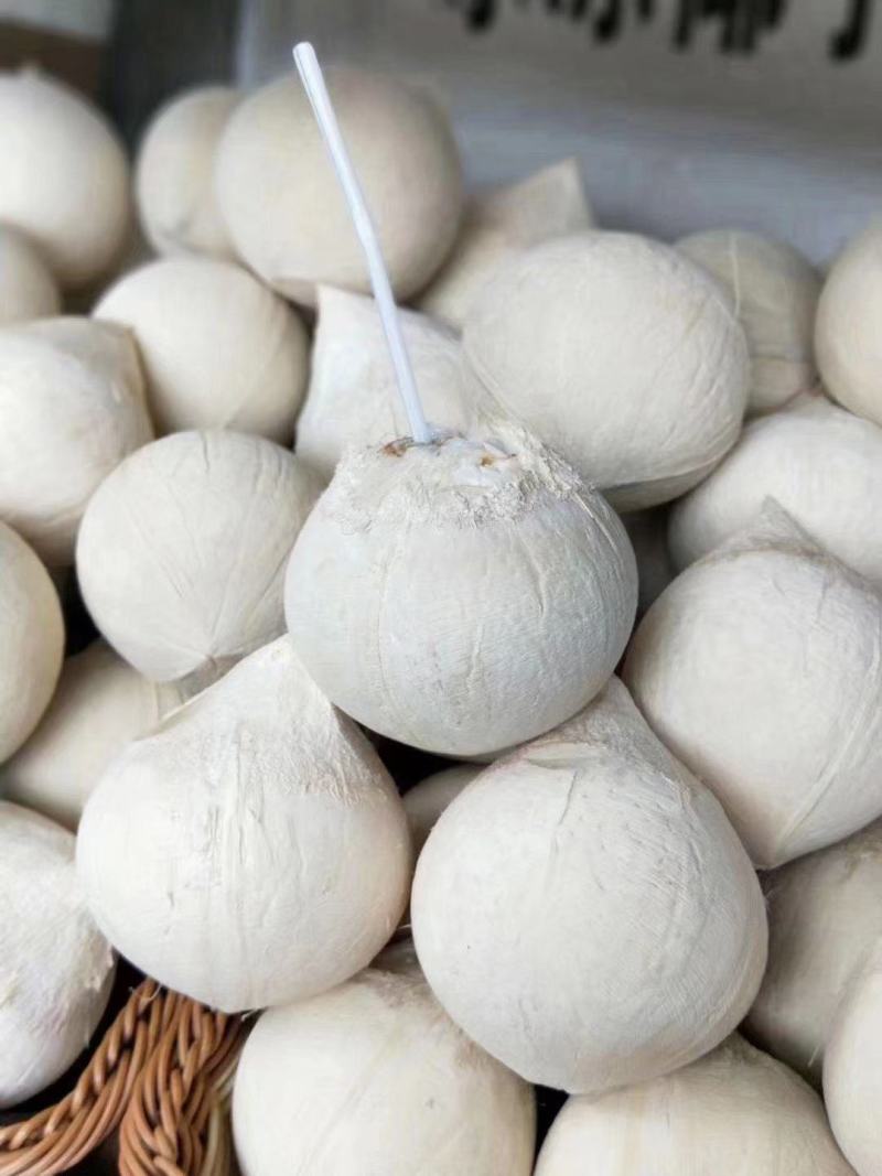 青椰/牛奶椰