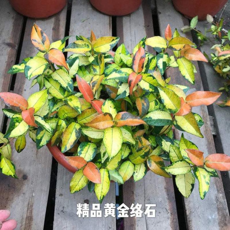 黄金络石盆栽花叶彩叶络石花卉室内客厅办公阳台庭院耐寒藤蔓