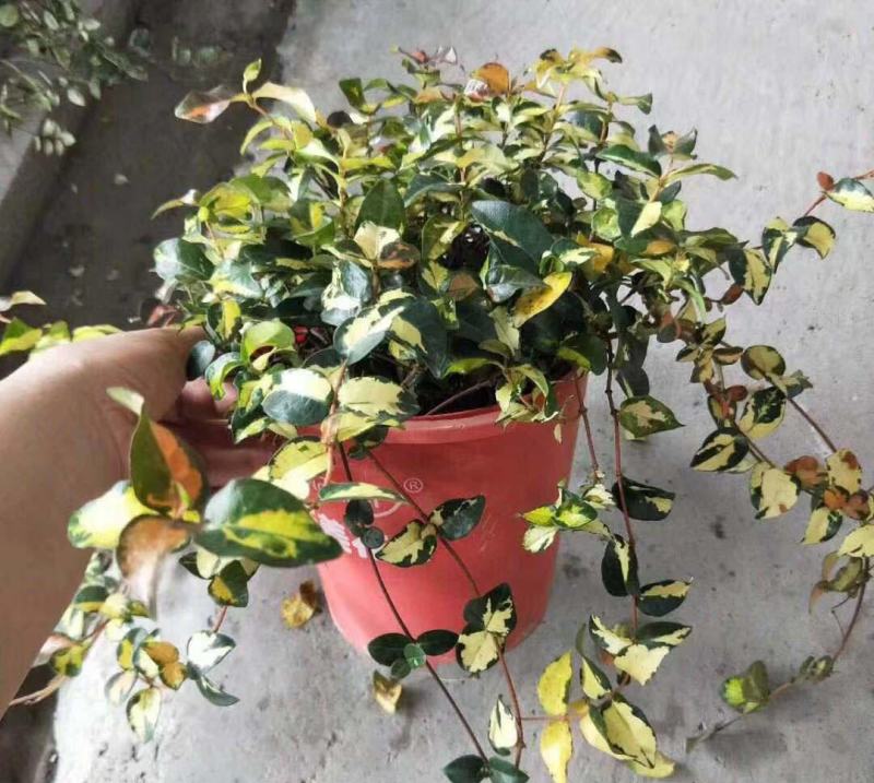 黄金络石盆栽花叶彩叶络石花卉室内客厅办公阳台庭院耐寒藤蔓