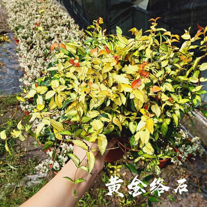 黄金络石盆栽花叶彩叶络石花卉室内客厅办公阳台庭院耐寒藤蔓