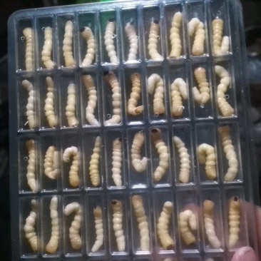 活休柴虫