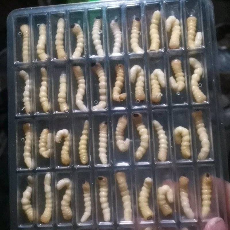 活休柴虫