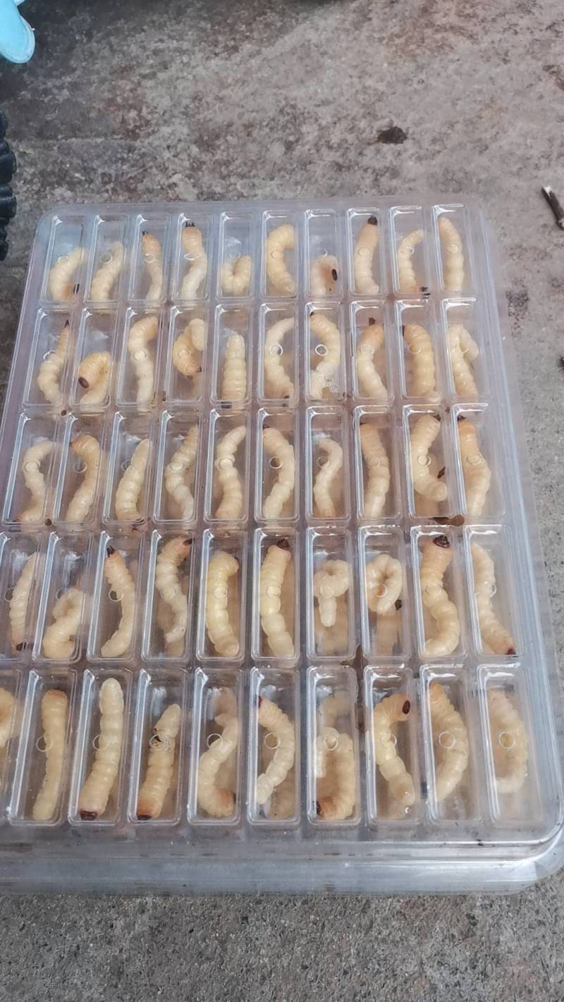 活休柴虫