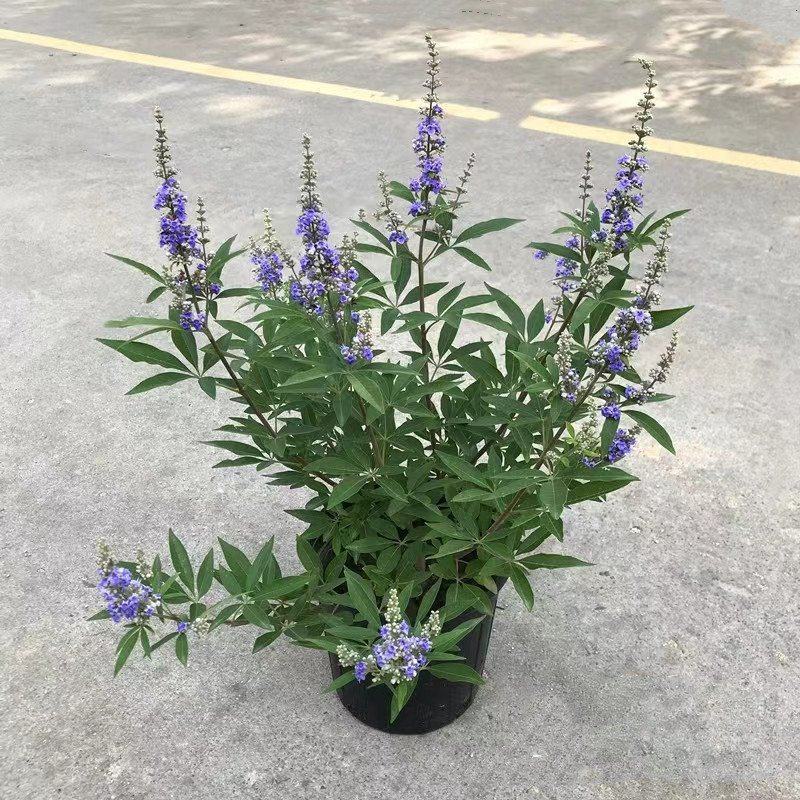 穗花牡荆盆栽成品大花苗阳台庭院花镜植物多年生灌木宿根观花