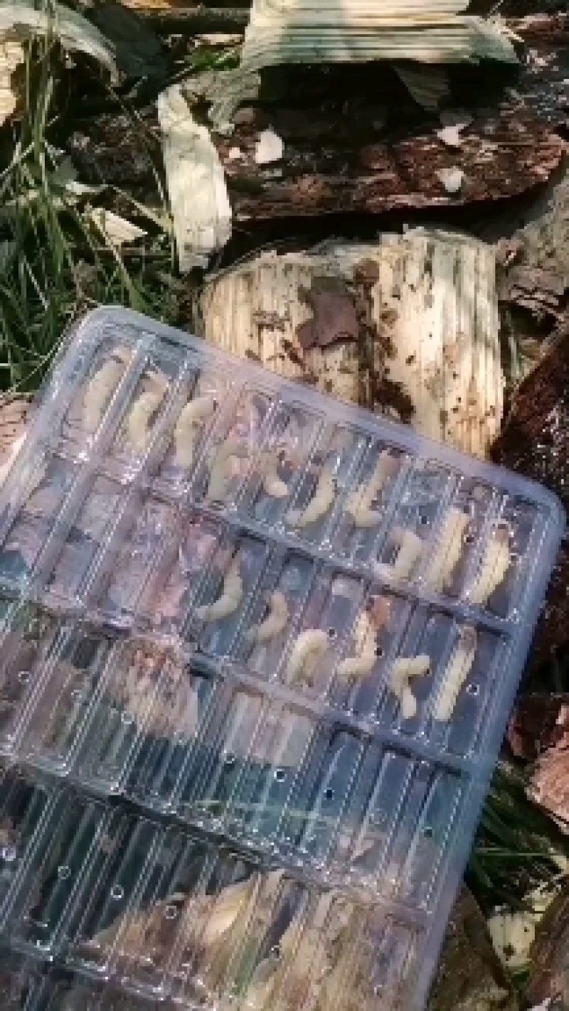 活休柴虫