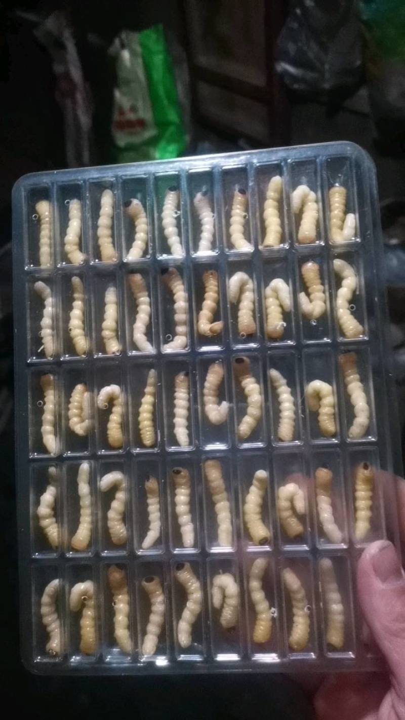 活休柴虫