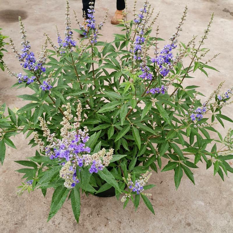 穗花牡荆盆栽成品大花苗阳台庭院花镜植物多年生灌木宿根观花