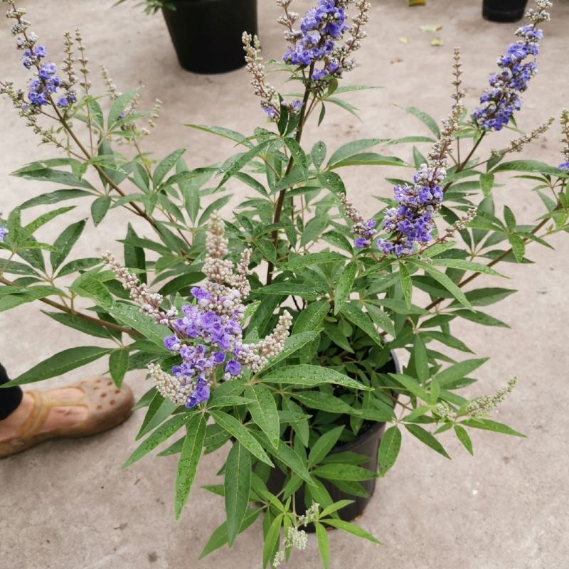穗花牡荆盆栽成品大花苗阳台庭院花镜植物多年生灌木宿根观花