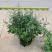 穗花牡荆盆栽成品大花苗阳台庭院花镜植物多年生灌木宿根观花