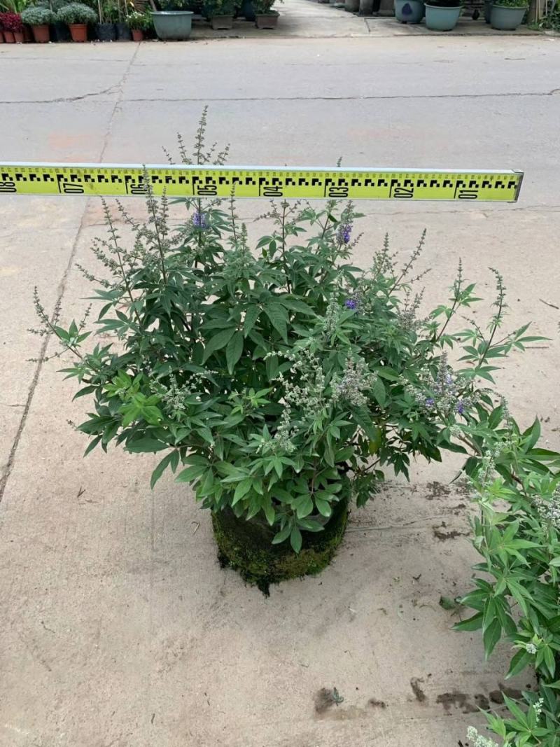 穗花牡荆盆栽成品大花苗阳台庭院花镜植物多年生灌木宿根观花