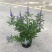 穗花牡荆盆栽成品大花苗阳台庭院花镜植物多年生灌木宿根观花