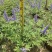 穗花牡荆盆栽成品大花苗阳台庭院花镜植物多年生灌木宿根观花