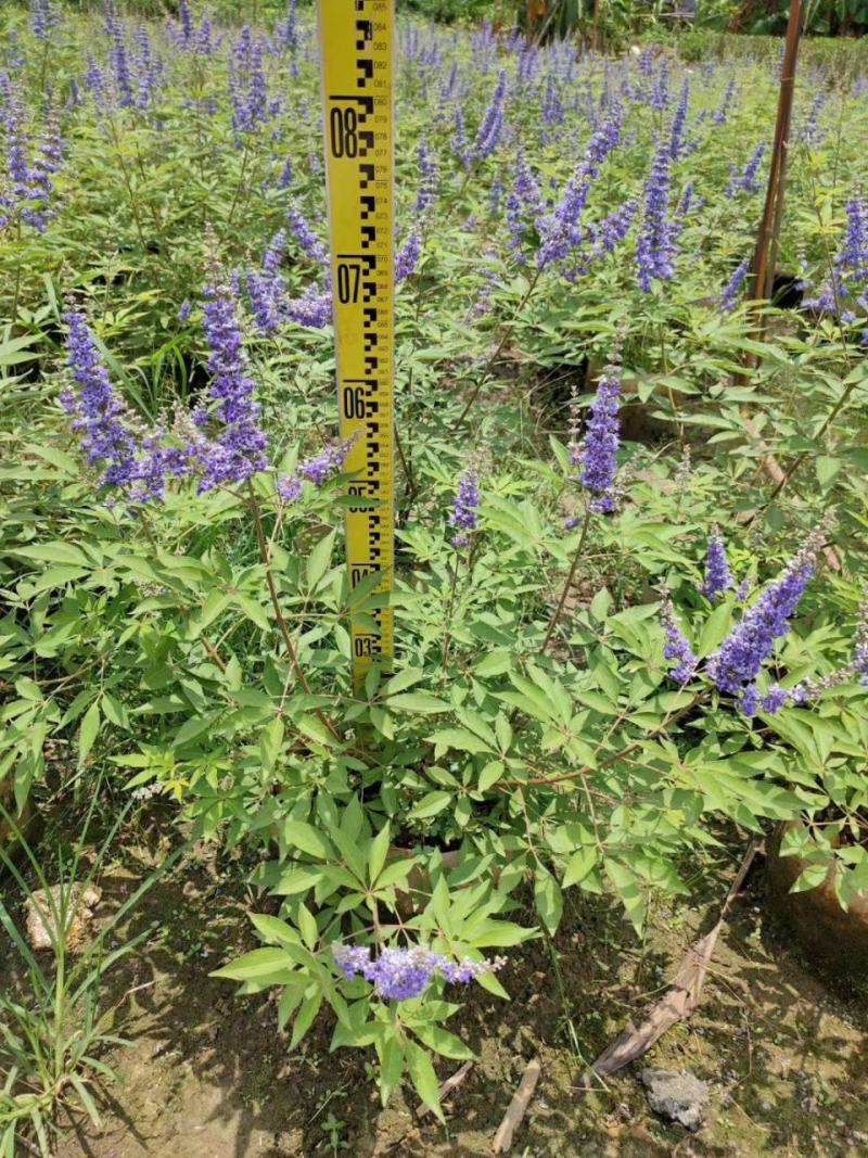 穗花牡荆盆栽成品大花苗阳台庭院花镜植物多年生灌木宿根观花