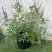 穗花牡荆盆栽成品大花苗阳台庭院花镜植物多年生灌木宿根观花