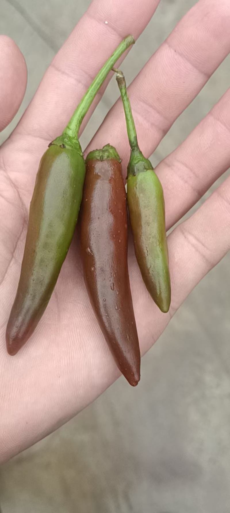 辣椒王