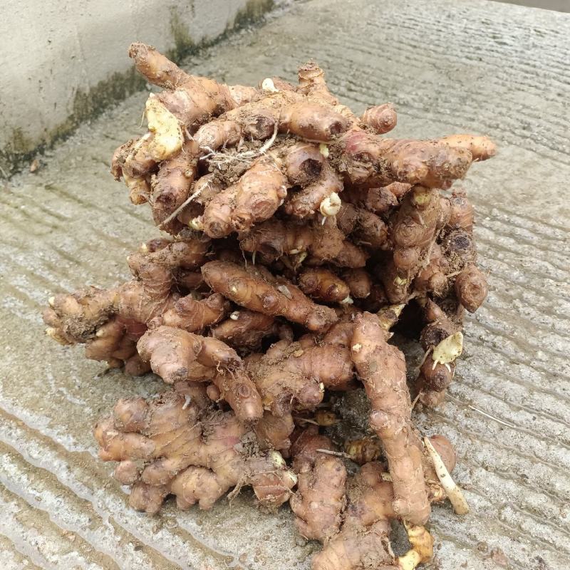 山洞精品小黄姜大量有货