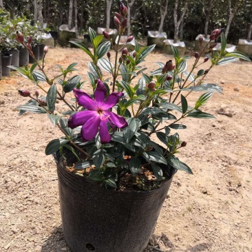 巴西野牡丹紫色花盆栽四季庭院花卉植物花期长原土发货