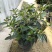 巴西野牡丹紫色花盆栽四季庭院花卉植物花期长原土发货