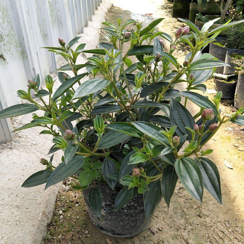 巴西野牡丹紫色花盆栽四季庭院花卉植物花期长原土发货