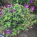 巴西野牡丹紫色花盆栽四季庭院花卉植物花期长原土发货