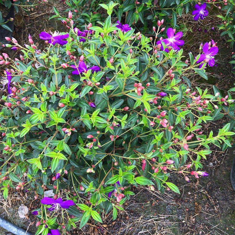 巴西野牡丹紫色花盆栽四季庭院花卉植物花期长原土发货