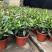 巴西野牡丹紫色花盆栽四季庭院花卉植物花期长原土发货