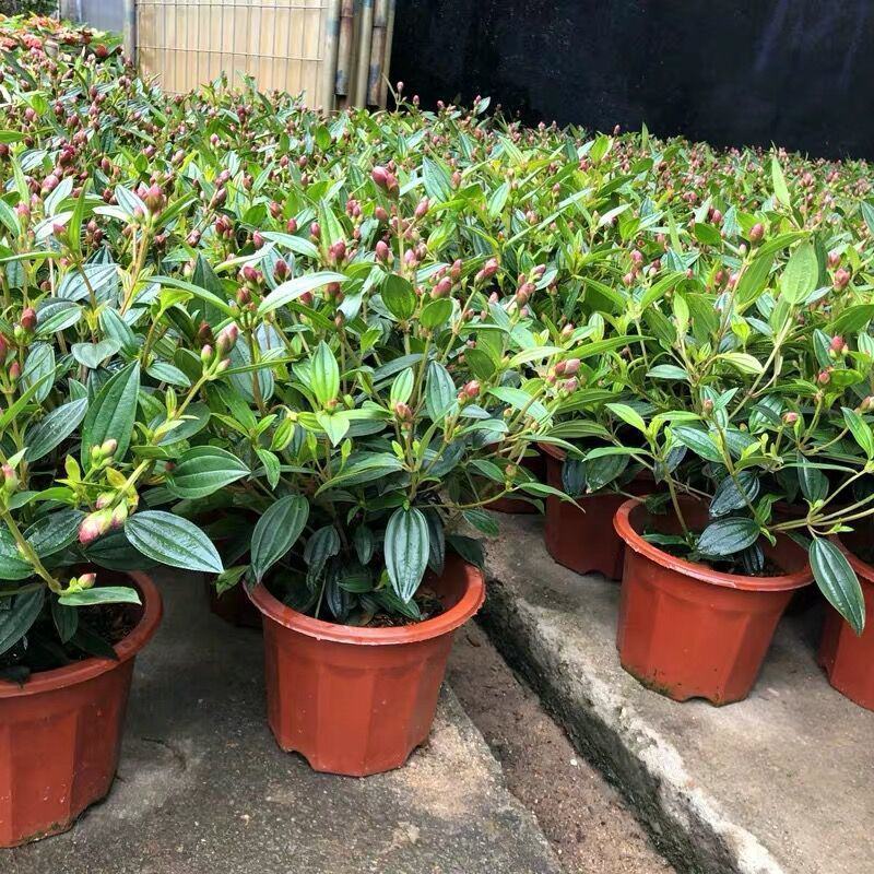 巴西野牡丹紫色花盆栽四季庭院花卉植物花期长原土发货