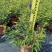 巴西野牡丹紫色花盆栽四季庭院花卉植物花期长原土发货