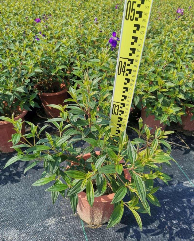 巴西野牡丹紫色花盆栽四季庭院花卉植物花期长原土发货