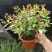 巴西野牡丹紫色花盆栽四季庭院花卉植物花期长原土发货