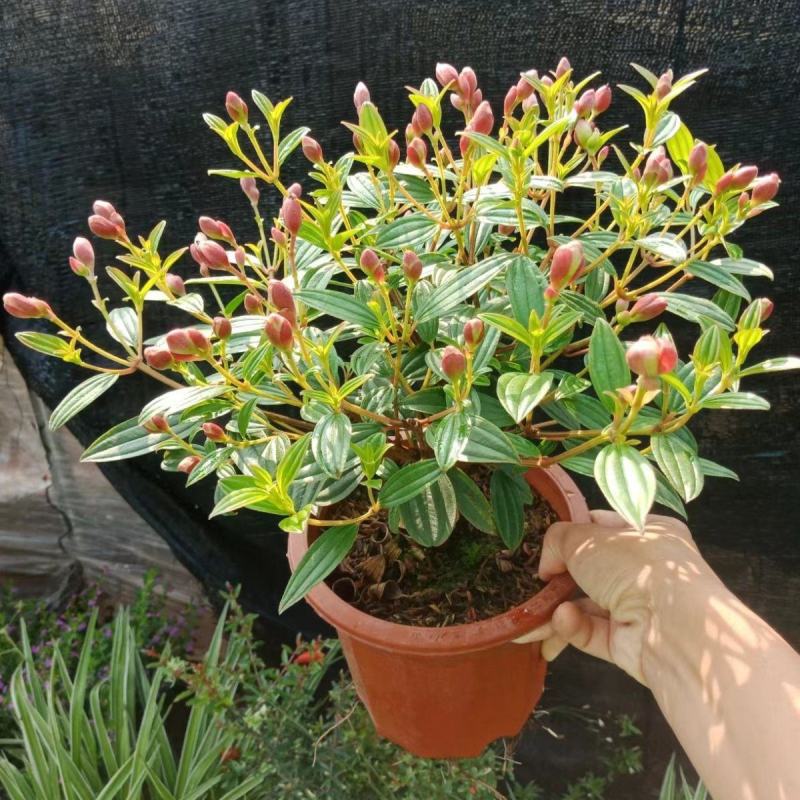 巴西野牡丹紫色花盆栽四季庭院花卉植物花期长原土发货