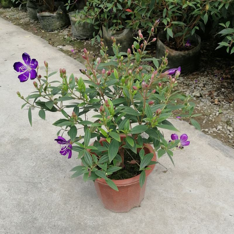 巴西野牡丹紫色花盆栽四季庭院花卉植物花期长原土发货