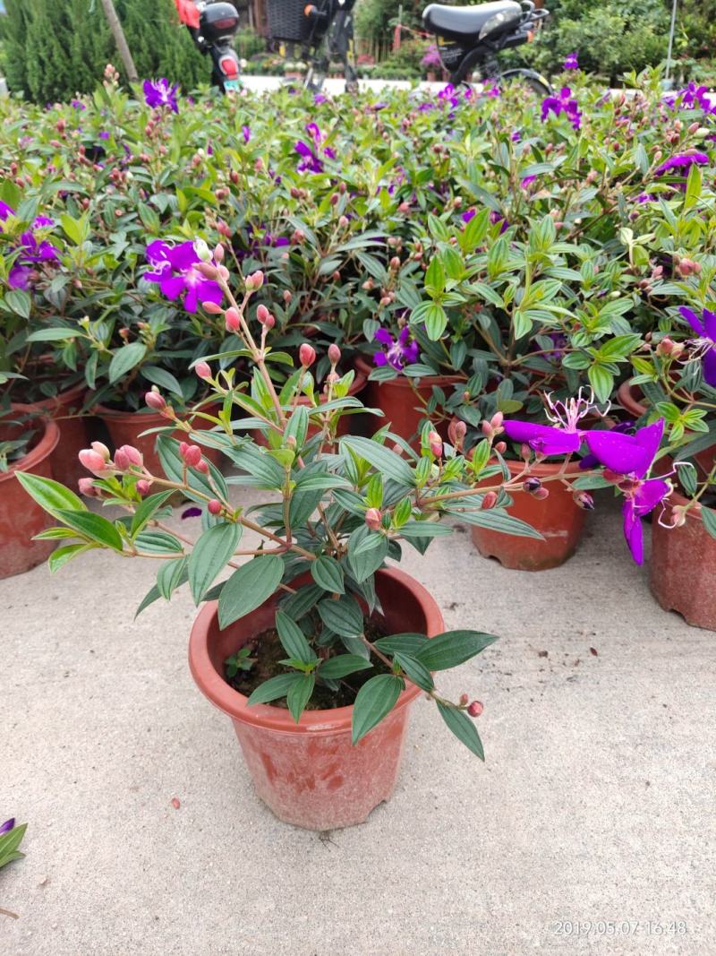 巴西野牡丹紫色花盆栽四季庭院花卉植物花期长原土发货