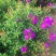 巴西野牡丹紫色花盆栽四季庭院花卉植物花期长原土发货