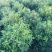 巴西野牡丹紫色花盆栽四季庭院花卉植物花期长原土发货