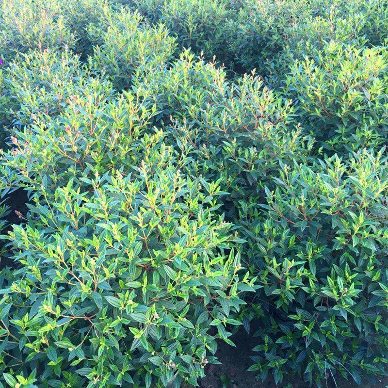 巴西野牡丹紫色花盆栽四季庭院花卉植物花期长原土发货