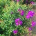 巴西野牡丹紫色花盆栽四季庭院花卉植物花期长原土发货