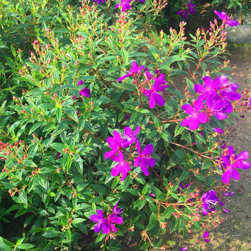 巴西野牡丹紫色花盆栽四季庭院花卉植物花期长原土发货