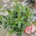 巴西野牡丹紫色花盆栽四季庭院花卉植物花期长原土发货