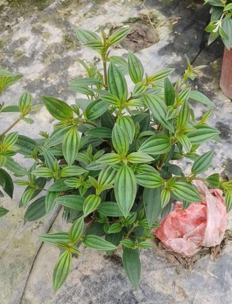巴西野牡丹紫色花盆栽四季庭院花卉植物花期长原土发货