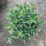 巴西野牡丹紫色花盆栽四季庭院花卉植物花期长原土发货