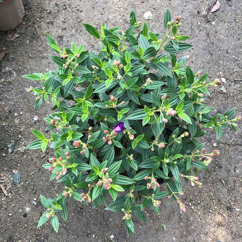 巴西野牡丹紫色花盆栽四季庭院花卉植物花期长原土发货