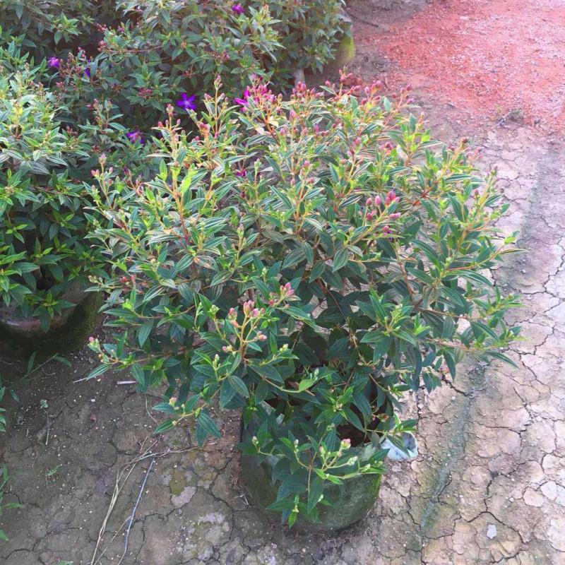 巴西野牡丹紫色花盆栽四季庭院花卉植物花期长原土发货