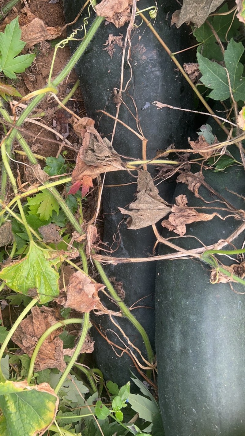 黑皮大冬瓜