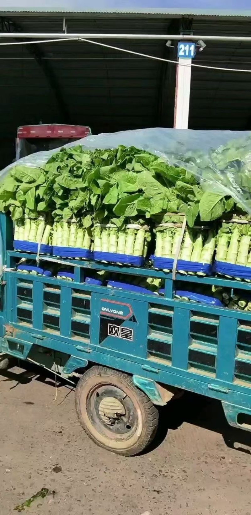 莴笋园叶三青莴笋无花无苔产地直供量大从优代发全国