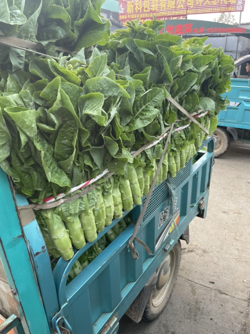 莴笋园叶三青莴笋无花无苔产地直供量大从优代发全国