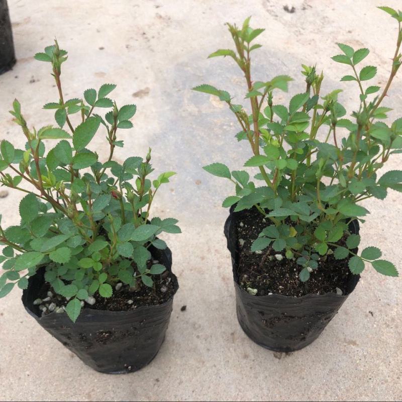 阳台盆栽植物天荷繁星月季花苗微型多花多头灌木玫瑰多季开花